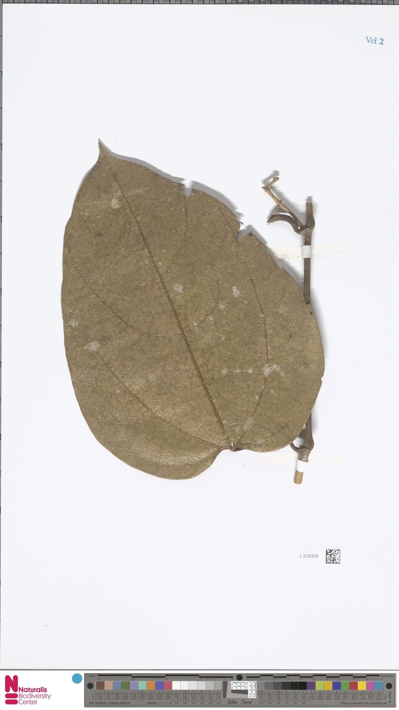 Aristolochia dielsiana