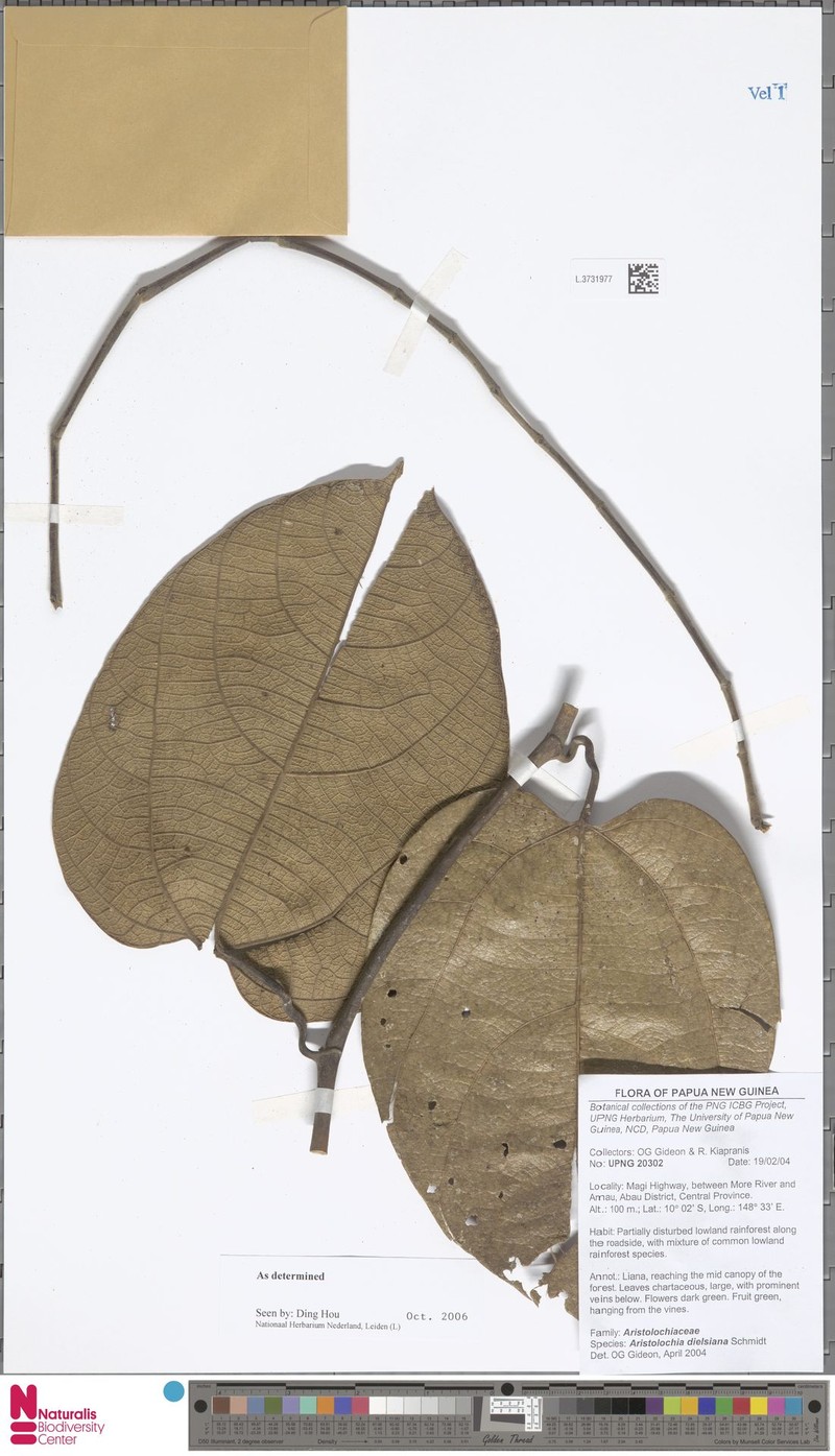 Aristolochia dielsiana photo 2