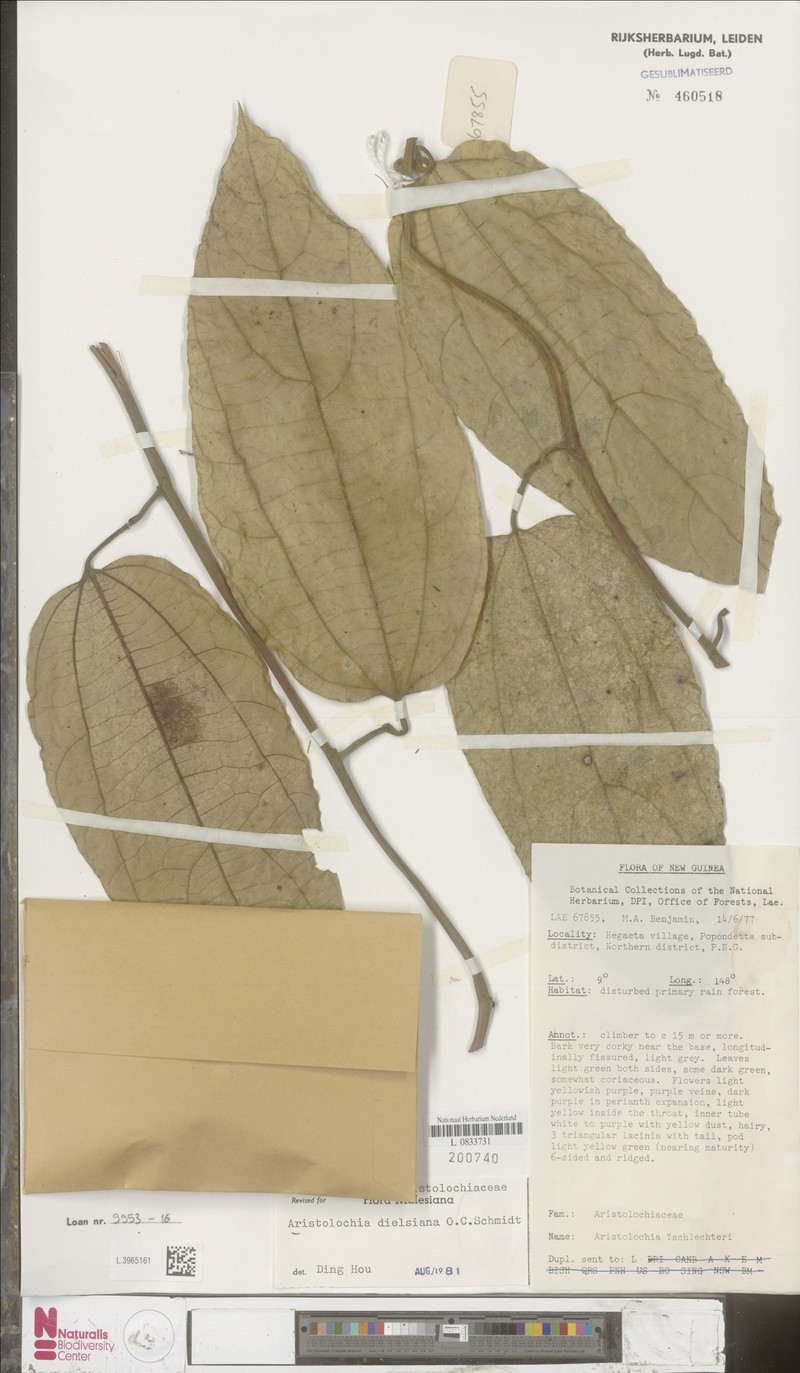 Aristolochia dielsiana photo 3