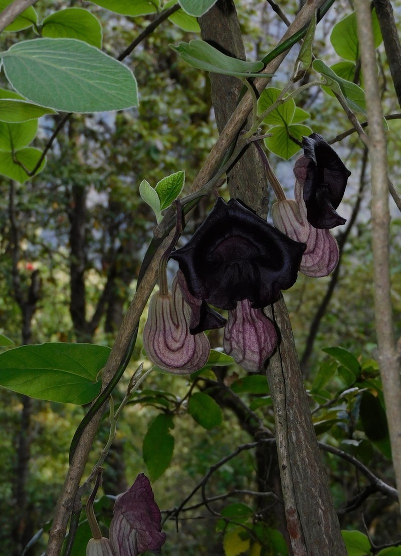 Aristolochia dilatata