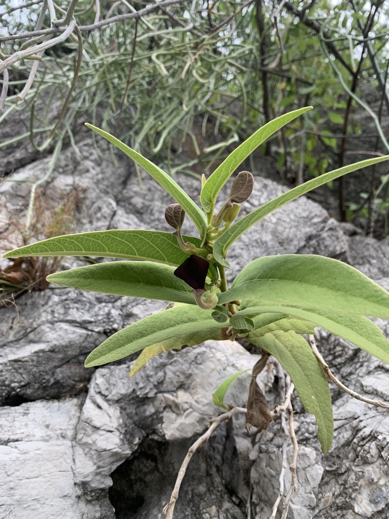 Aristolochia dinghoui