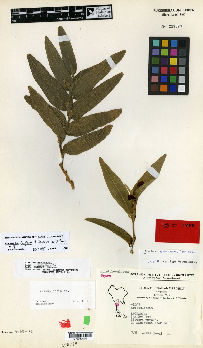 Aristolochia dinghoui photo 5
