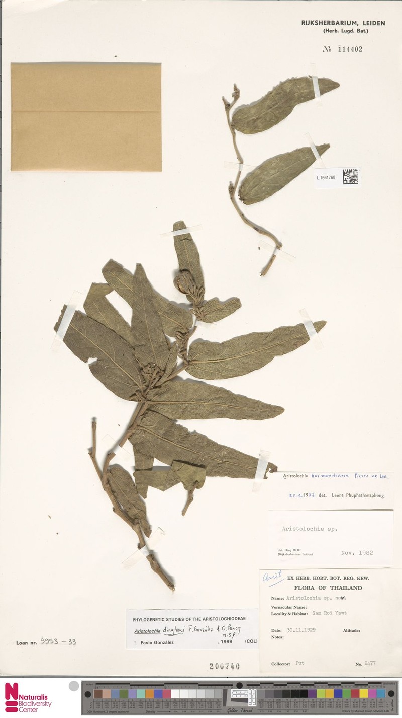Aristolochia dinghoui photo 6