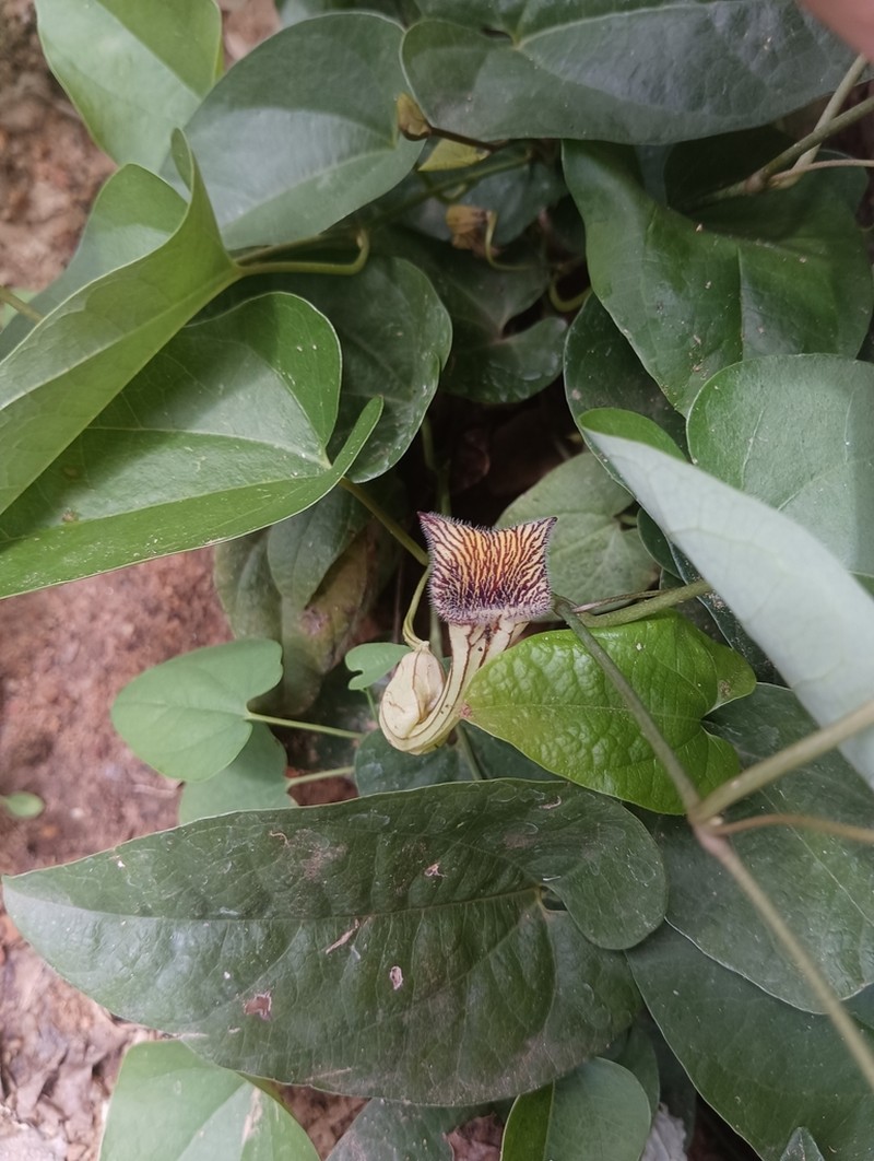 Aristolochia disticha