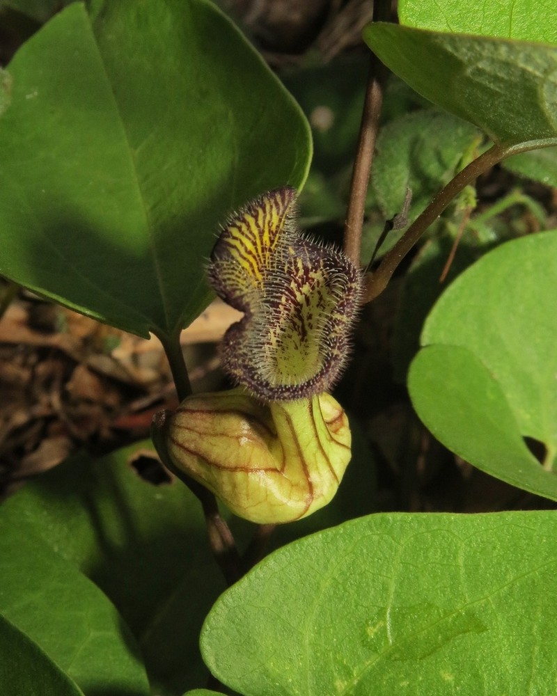 Aristolochia disticha photo 2