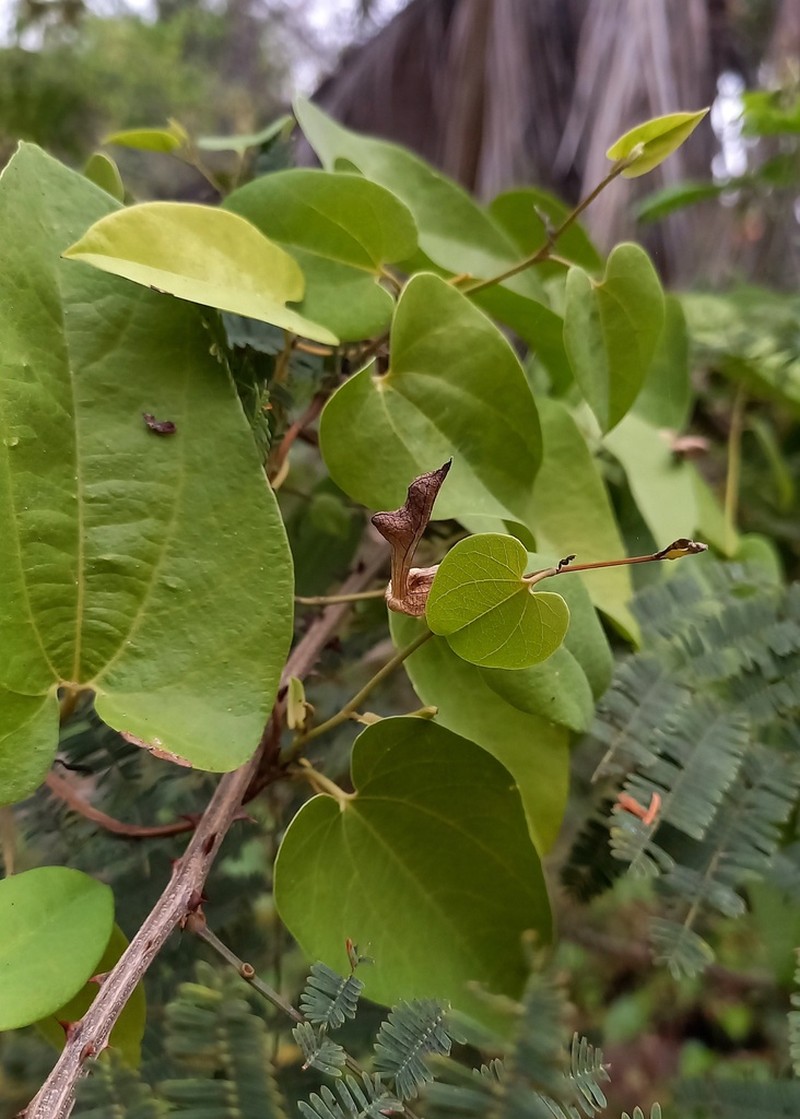 Aristolochia disticha photo 3