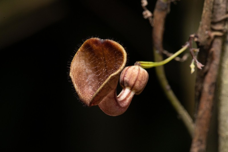 Aristolochia disticha photo 4