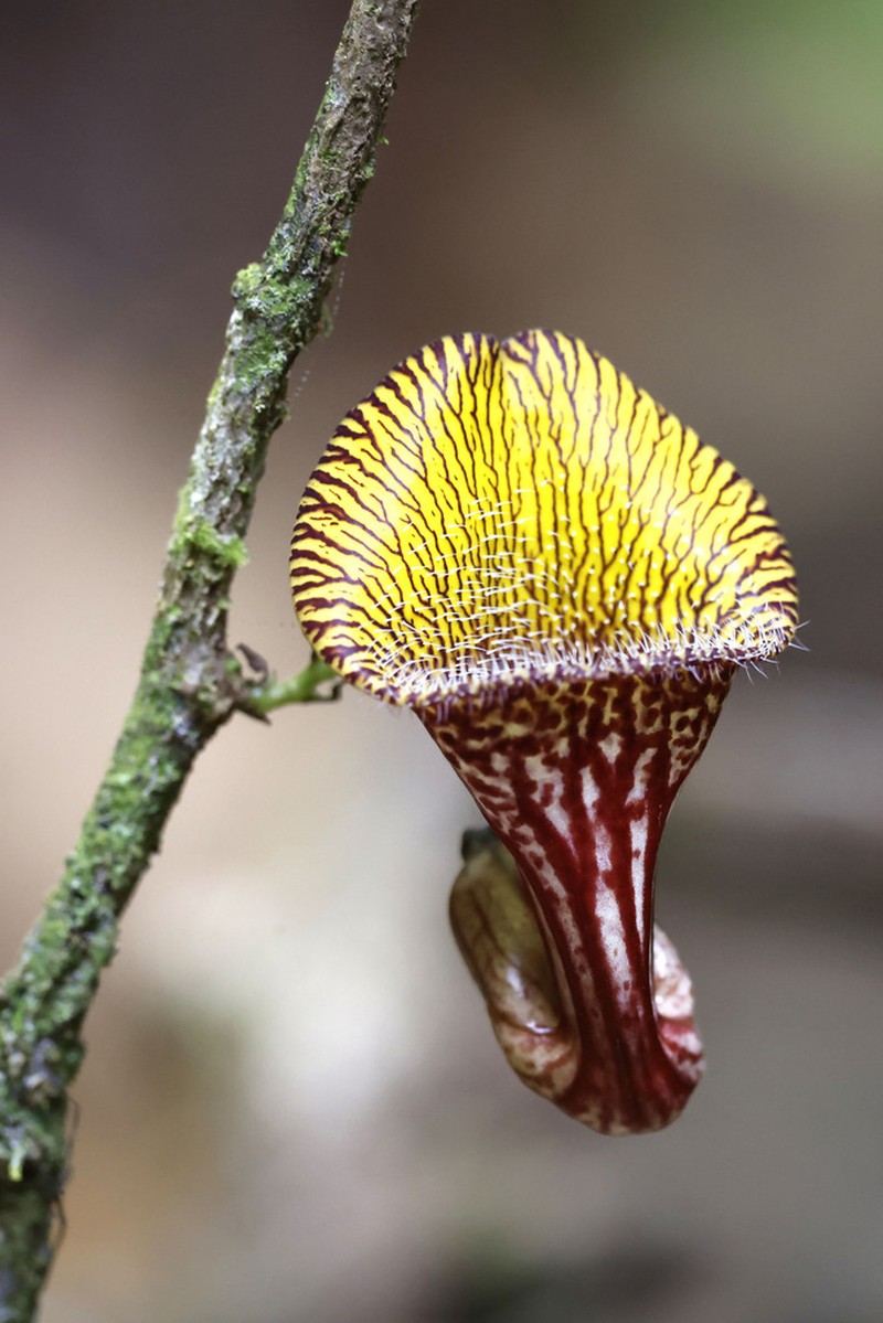 Aristolochia disticha photo 5