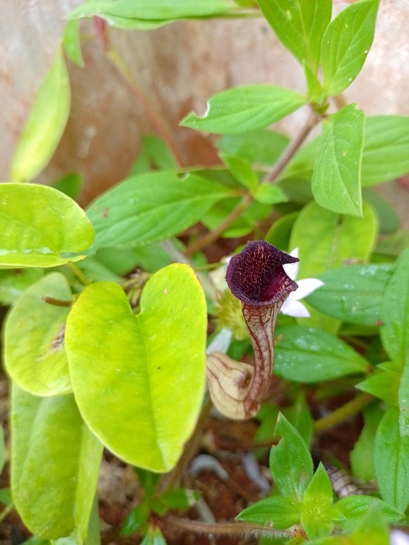 Aristolochia disticha photo 6
