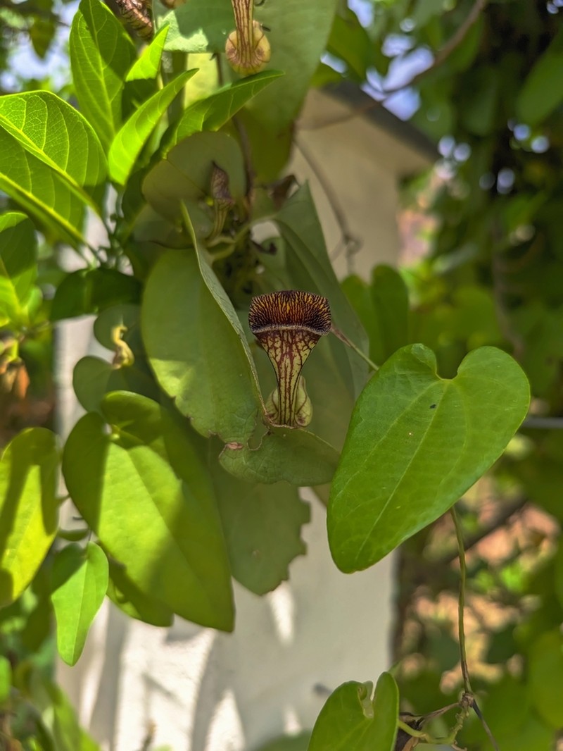 Aristolochia disticha photo 7