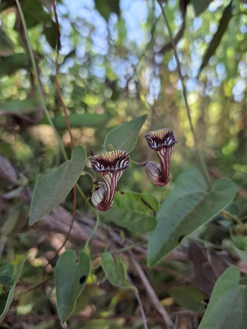 Aristolochia disticha photo 8