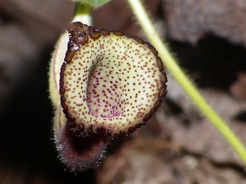 Aristolochia durangensis photo 2