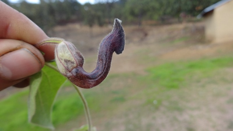 Aristolochia durangensis photo 3