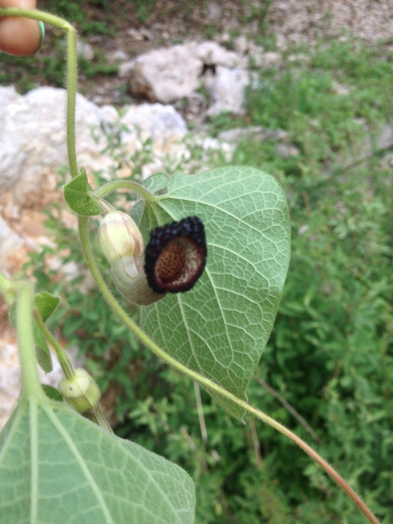 Aristolochia durangensis photo 4