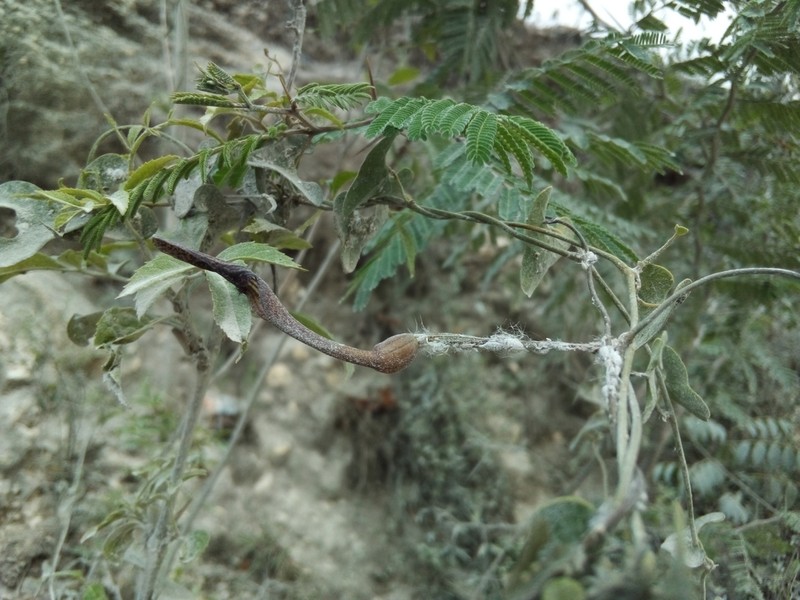 Aristolochia ehrenbergiana