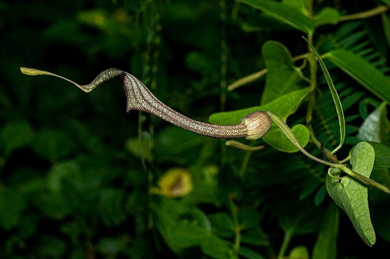 Aristolochia ehrenbergiana photo 3