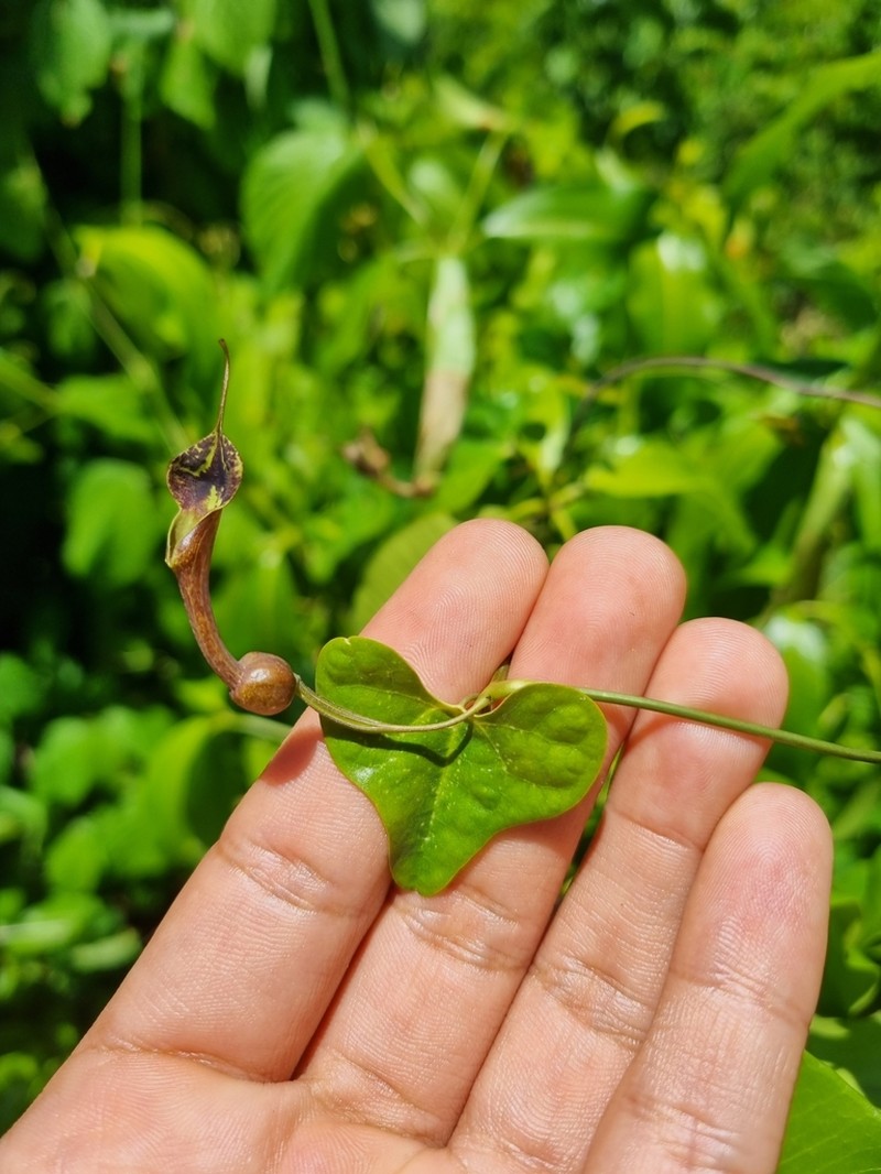 Aristolochia ehrenbergiana photo 4