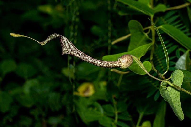 Aristolochia ehrenbergiana photo 6