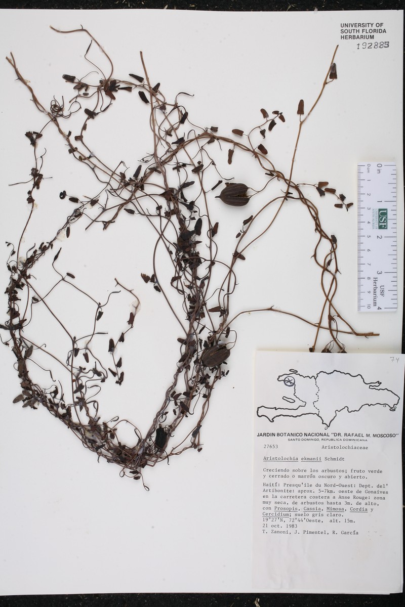 Aristolochia ekmanii photo 2