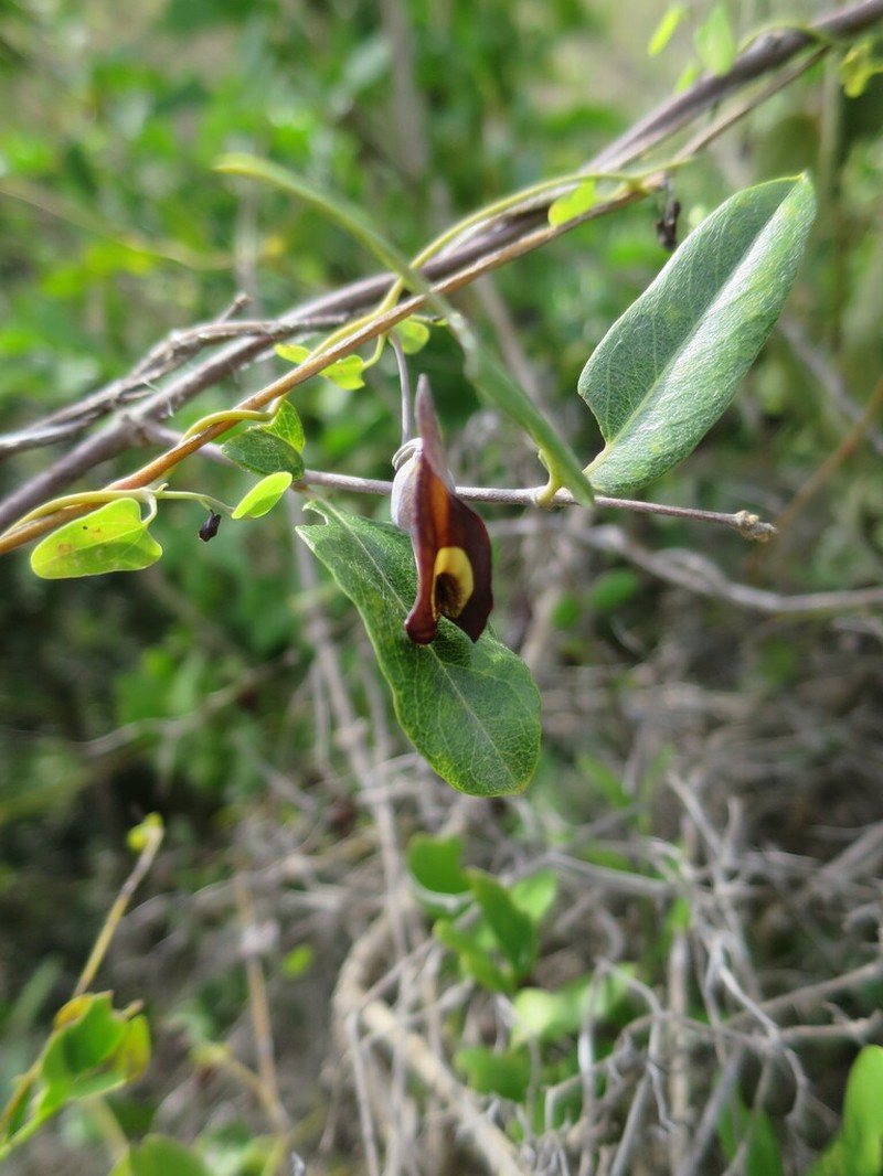 Aristolochia ekmanii