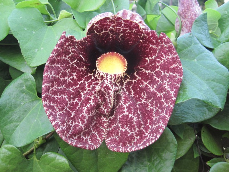 Elegant Dutchman's Pipe