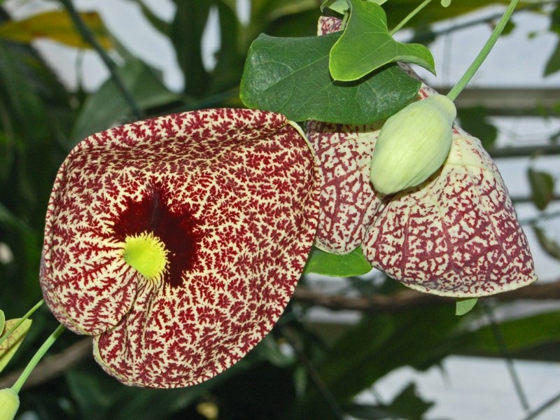 Elegant Dutchman's Pipe photo 3