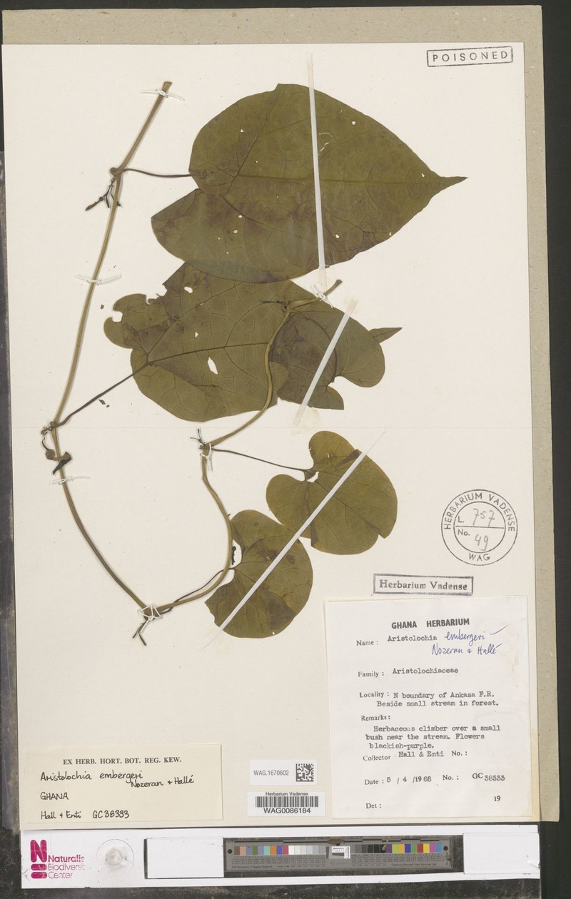 Aristolochia embergeri