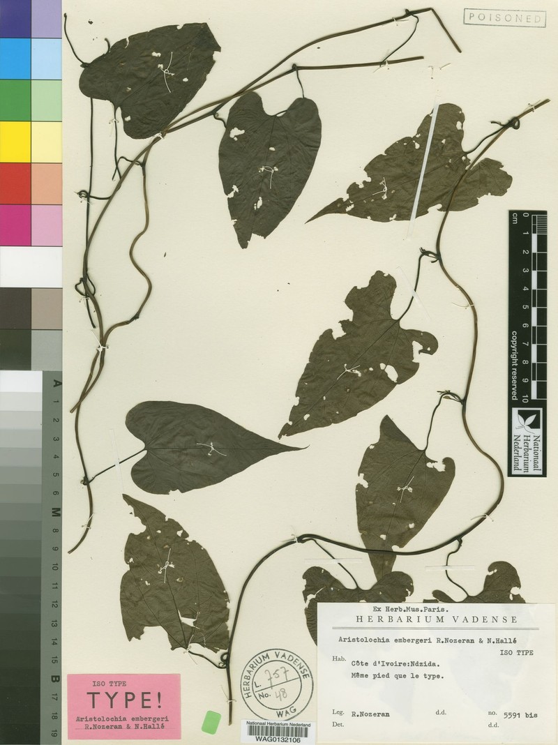 Aristolochia embergeri photo 2