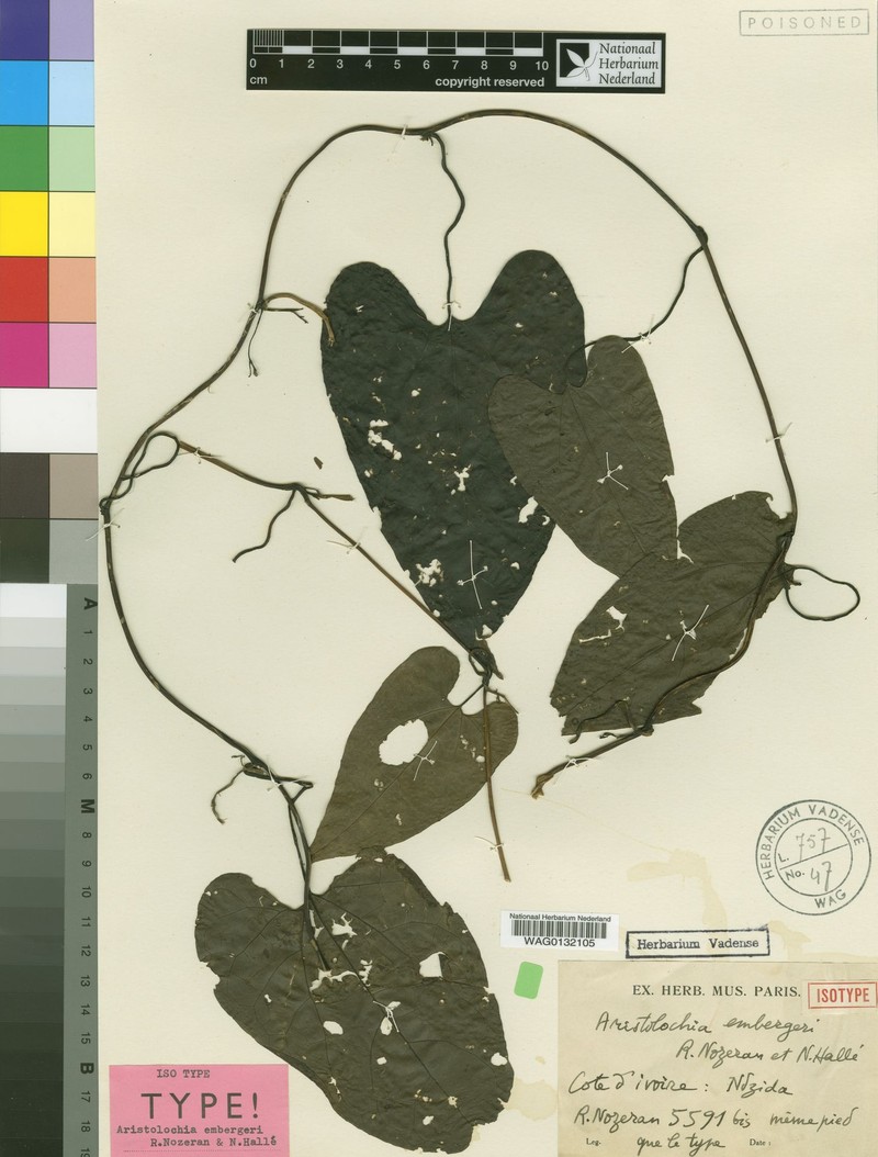 Aristolochia embergeri photo 3