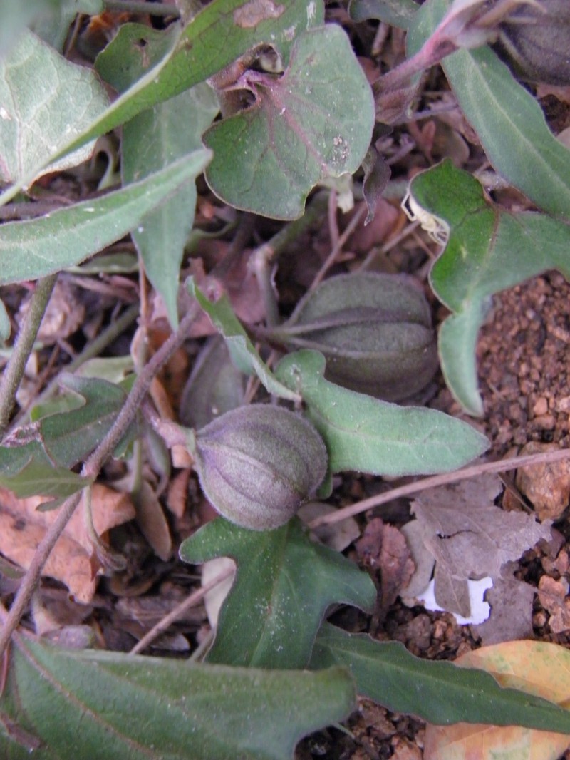 Aristolochia emiliae photo 2