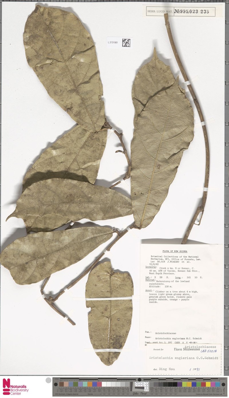 Aristolochia engleriana