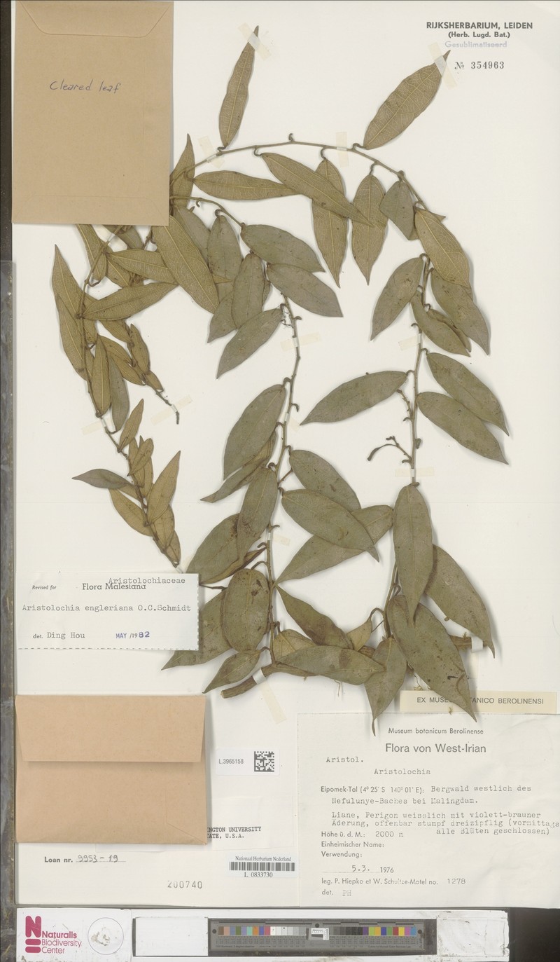 Aristolochia engleriana photo 2
