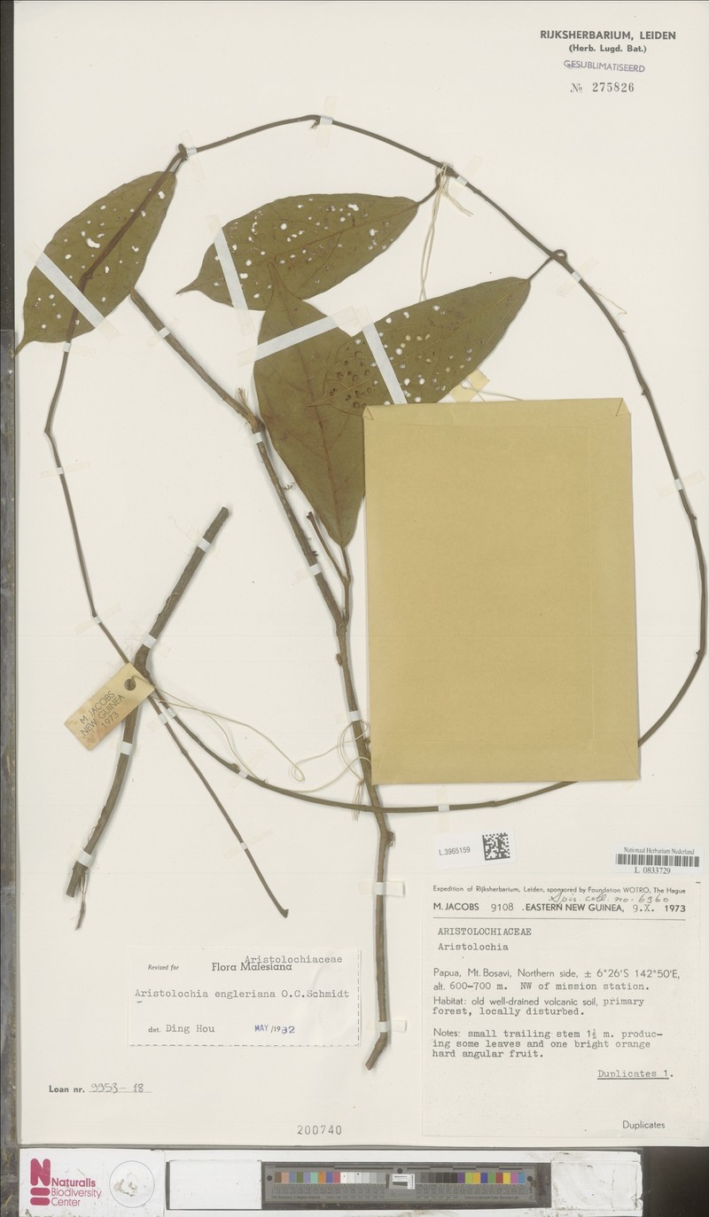 Aristolochia engleriana photo 3