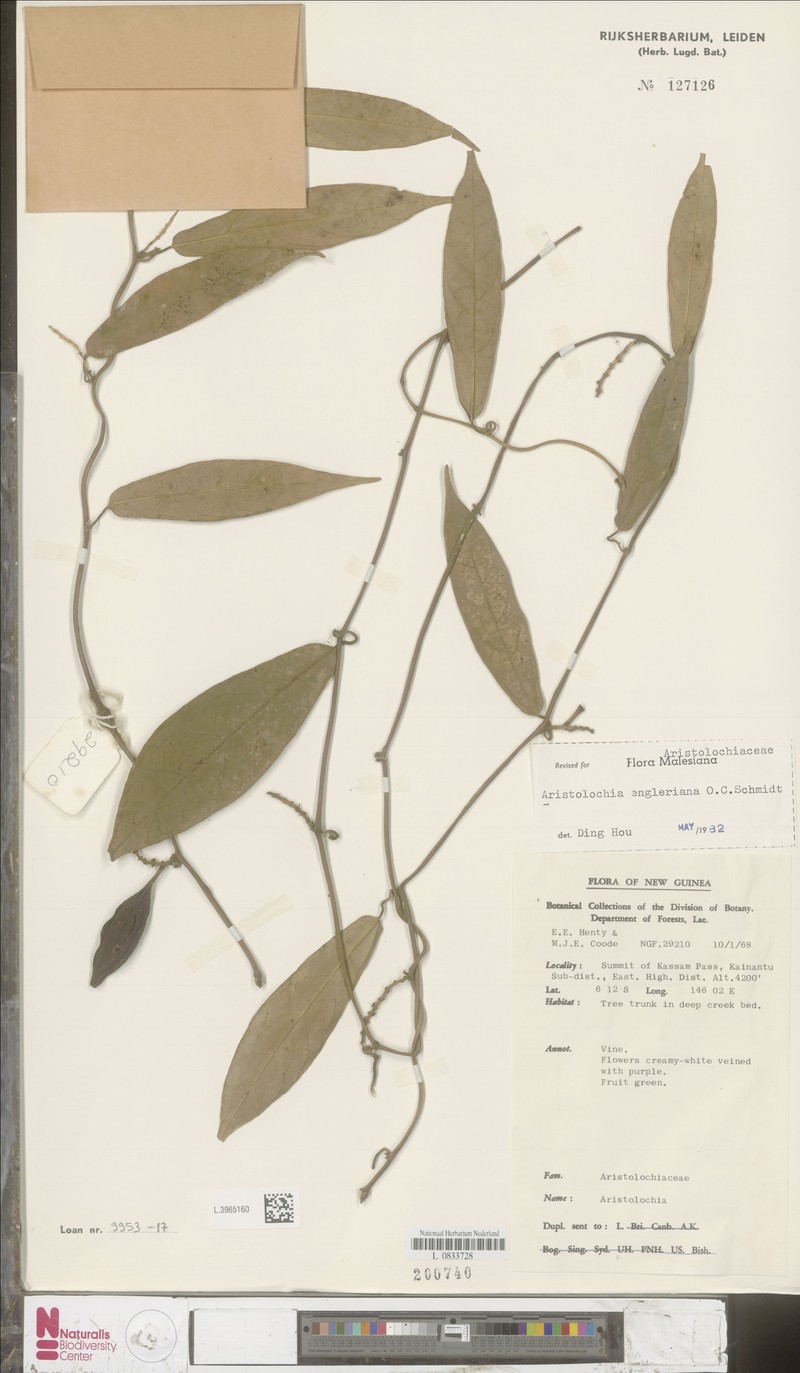 Aristolochia engleriana photo 4