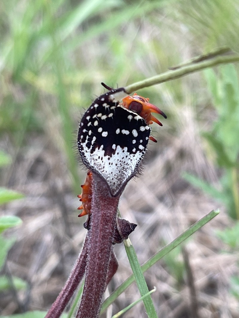 Swanflower