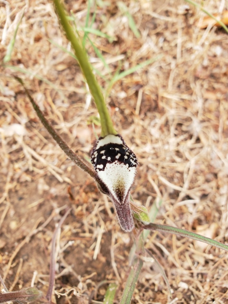 Swanflower photo 3