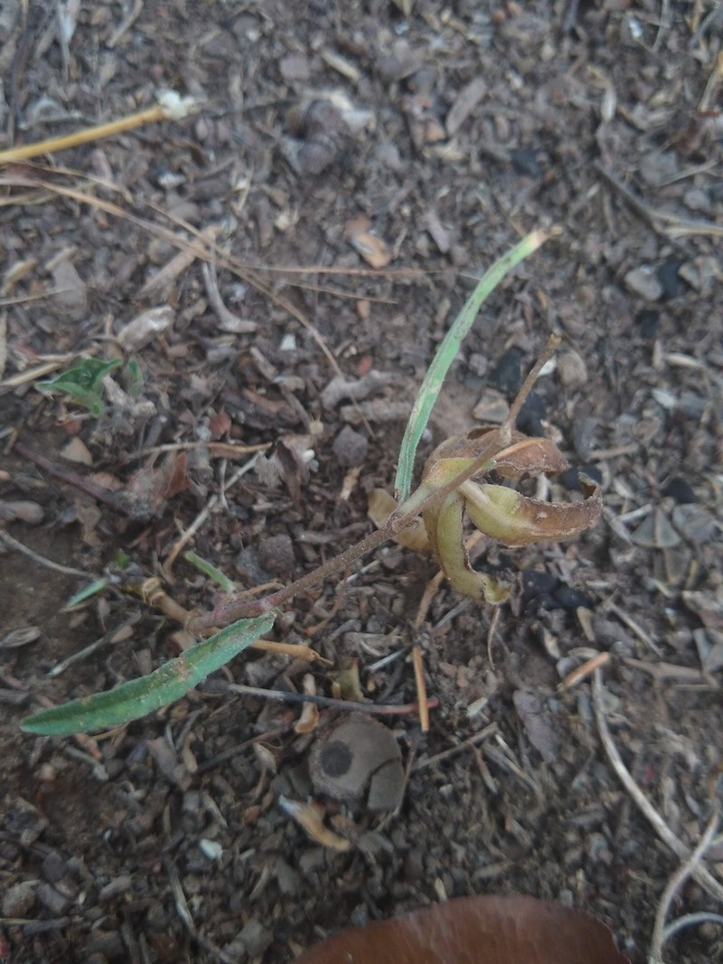 Swanflower photo 7