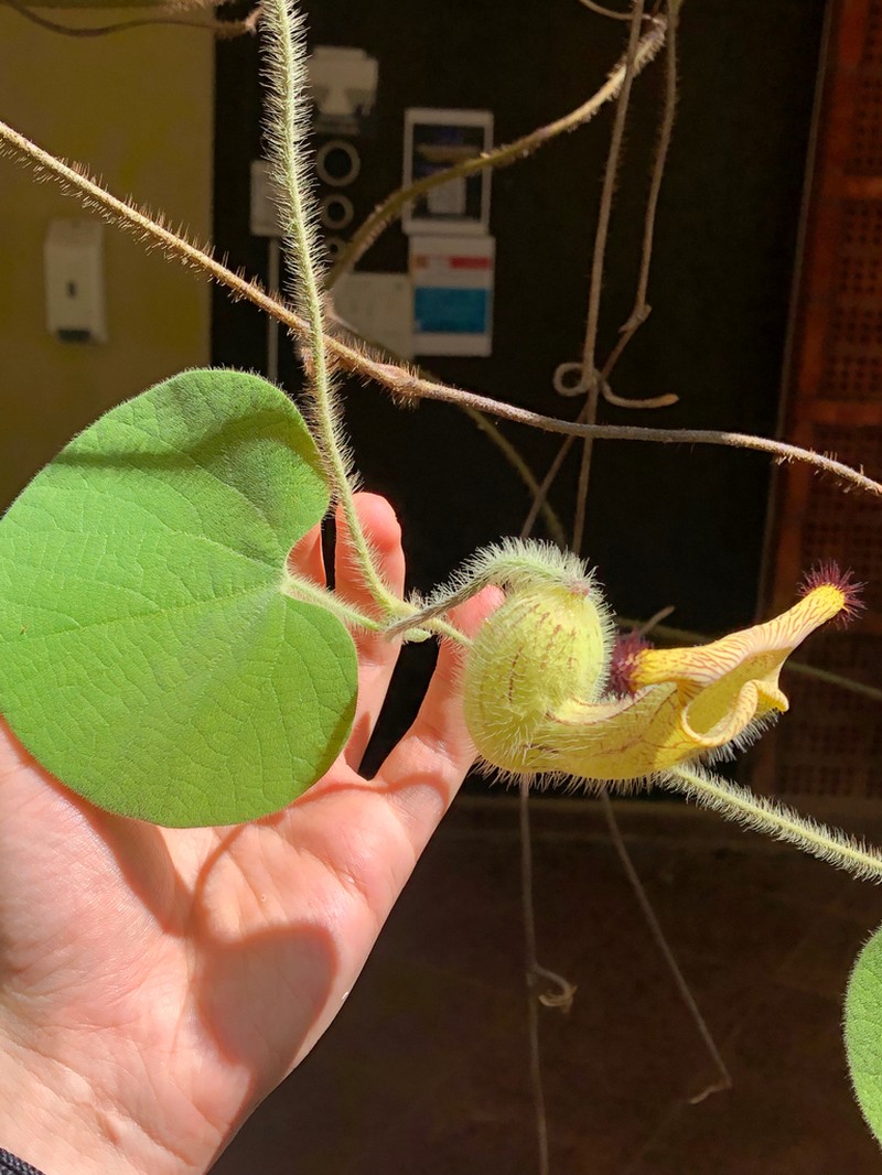 Aristolochia eriantha photo 2