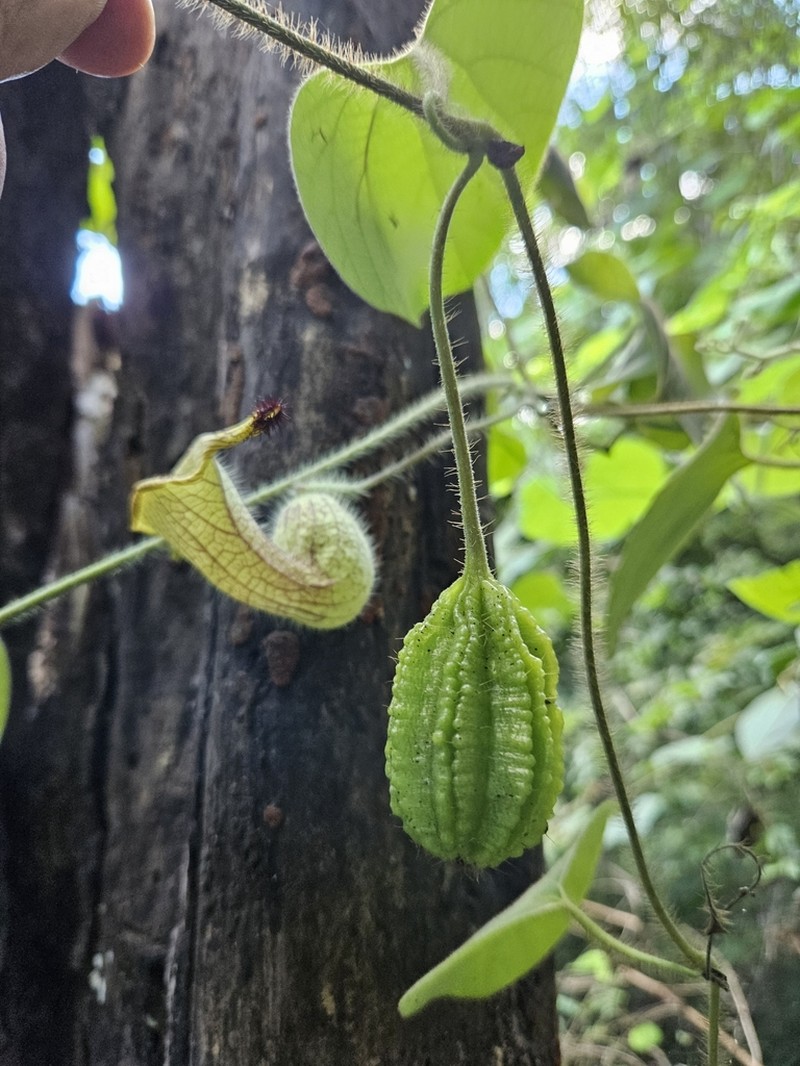 Aristolochia eriantha photo 3