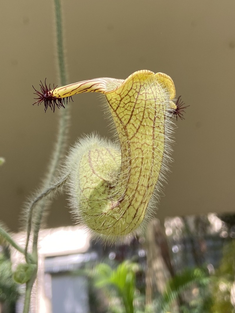 Aristolochia eriantha photo 4