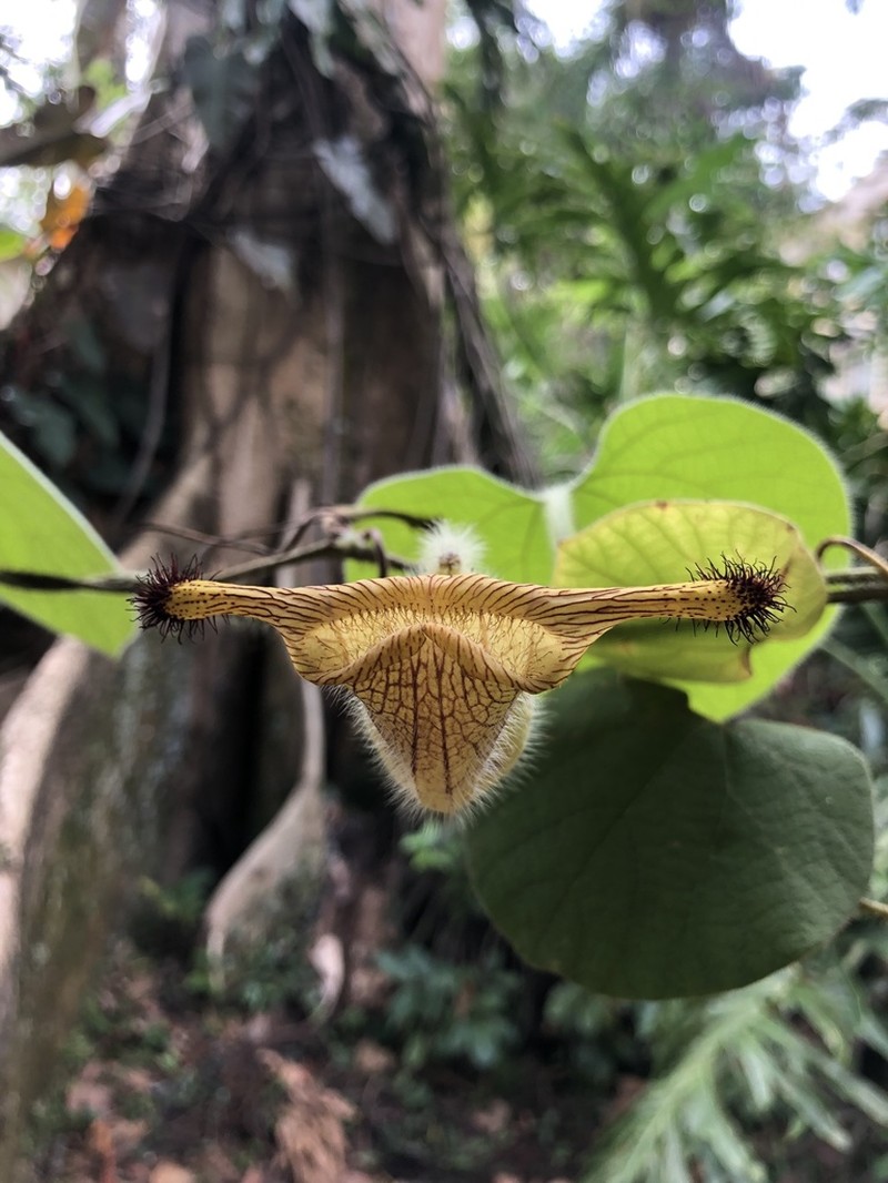 Aristolochia eriantha photo 5