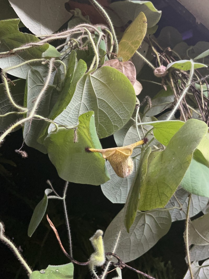 Aristolochia eriantha photo 6