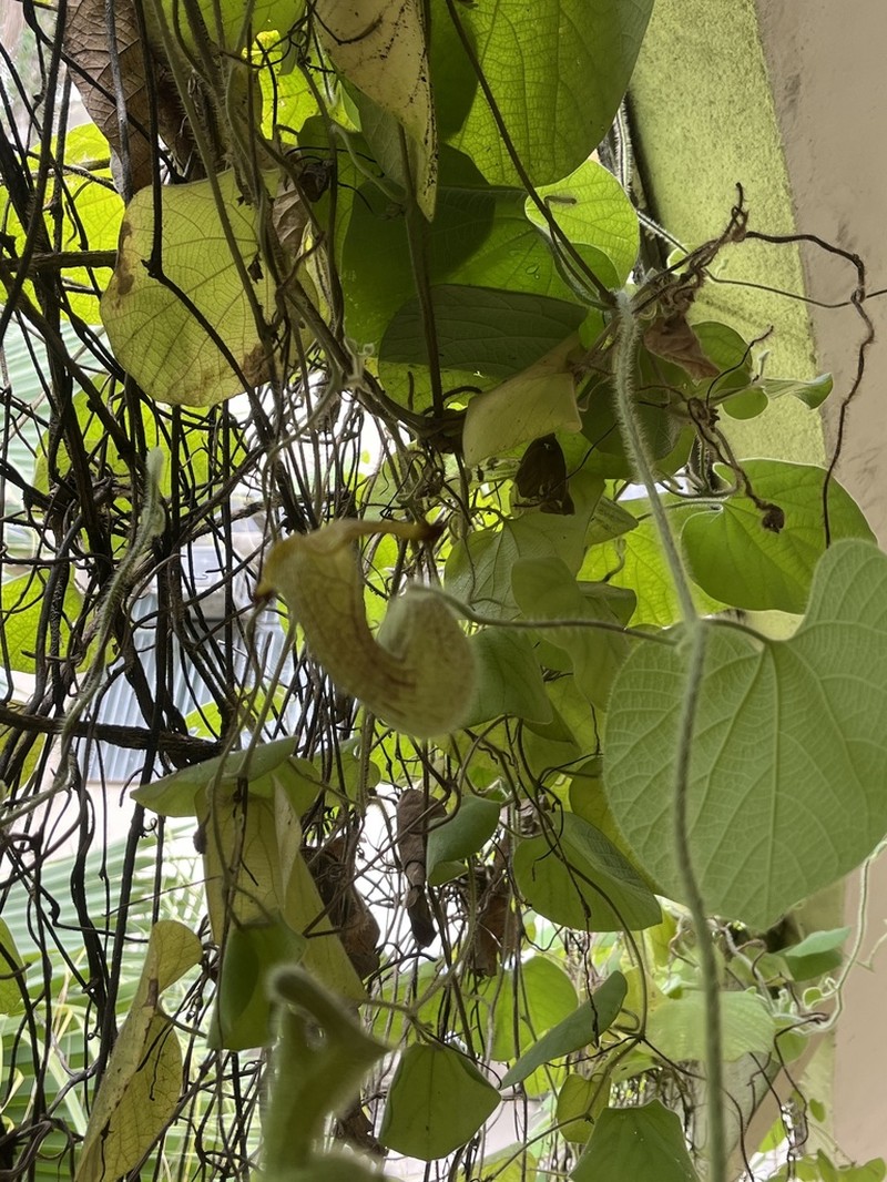 Aristolochia eriantha photo 7