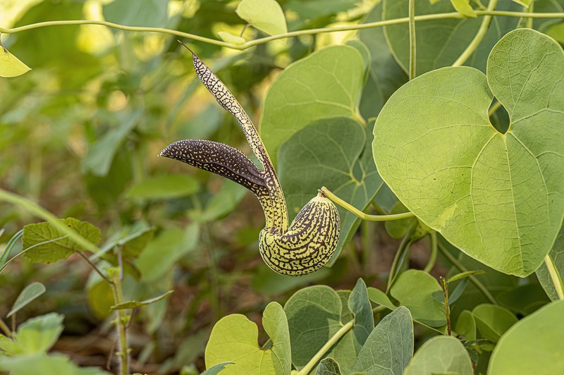 Aristolochia esperanzae photo 2