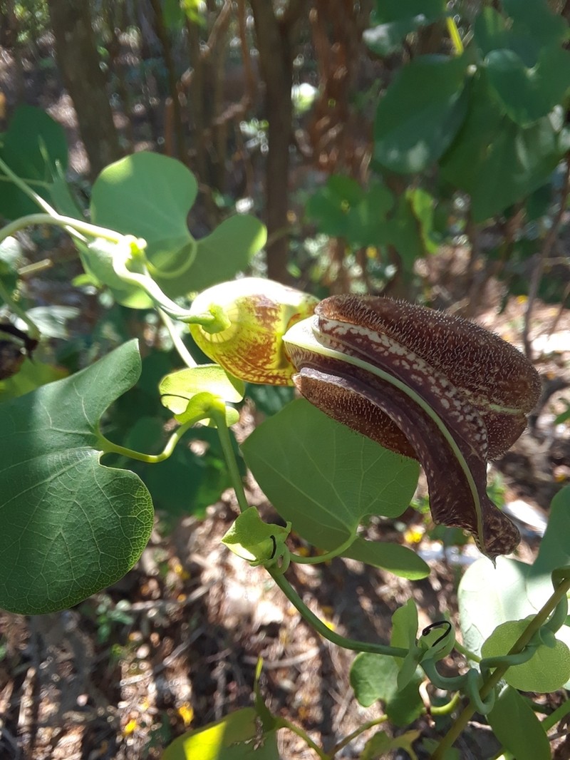 Aristolochia esperanzae photo 3