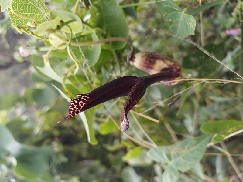 Aristolochia esperanzae photo 4