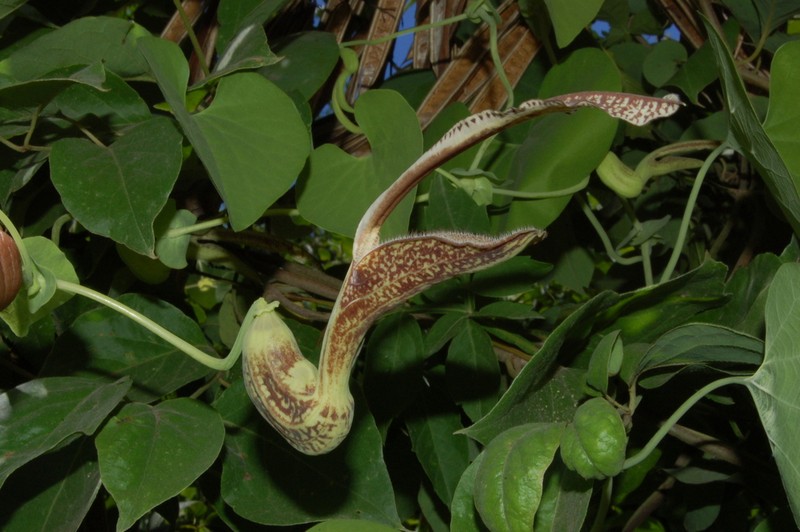 Aristolochia esperanzae photo 5