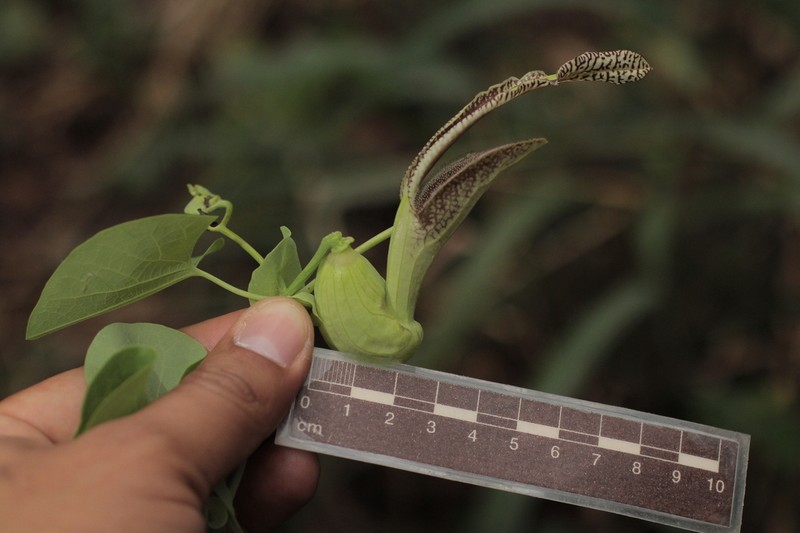 Aristolochia esperanzae photo 6