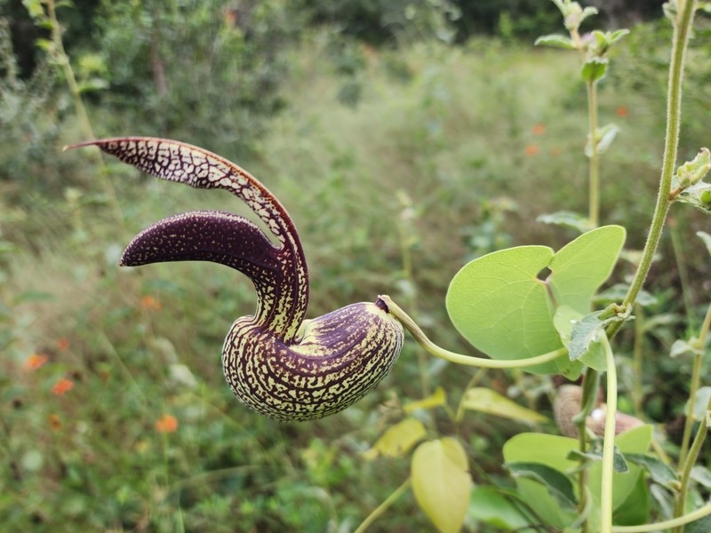 Aristolochia esperanzae photo 7