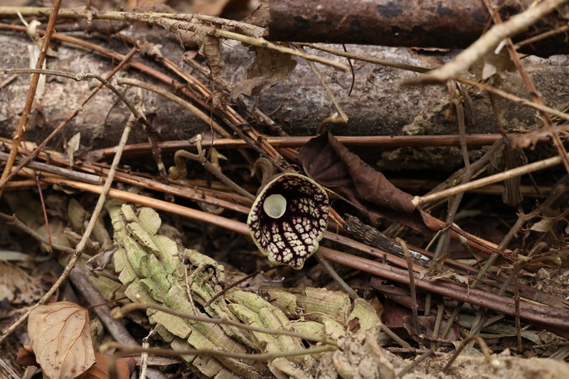 Aristolochia fangchi